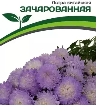 Партнер Астра китайская ЗАЧАРОВАННАЯ ^(5шт в амп) - Товары для дома и сада