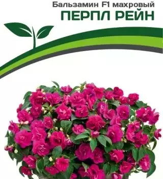 Партнер Бальзамин F1 махровый ПЕРПЛ РЕЙН ^(5шт в амп) - Товары для дома и сада