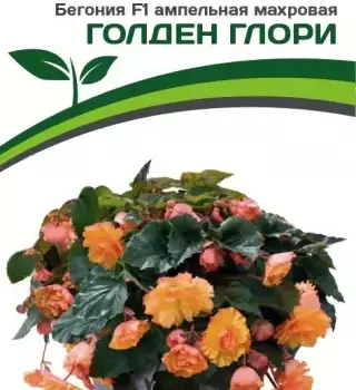Партнер Бегония F1 клубневая ампельная махровая ГОЛДЕН ГЛОРИ ^(5шт в амп) - Товары для дома и сада