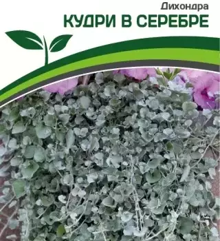 Партнер Дихондра серебристая КУДРИ В СЕРЕБРЕ ^(4шт в амп) - Товары для дома и сада