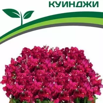 Партнер Львиный зев F1 низкорослый крупноцветковый "Гранд Аморе" КУИНДЖИ ^(10шт) 2-ной па - Товары для дома и сада