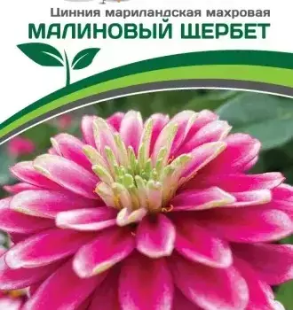 Партнер Цинния МАЛИНОВЫЙ ЩЕРБЕТ / мариландская махровая ^(5шт) - Товары для дома и сада