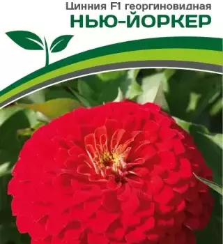 Партнер Цинния F1 НЬЮ-ЙОРКЕР / георгиновидная ^(4шт) - Товары для дома и сада