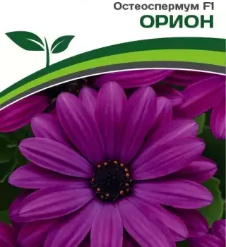 Партнер Остеоспермум эклона F1 "Звёзды галактики" ОРИОН ^(3шт в амп) - Товары для дома и сада