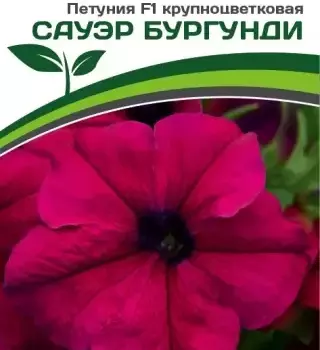 Партнер Петуния F1 САУЭР БУРГУНДИ / крупноцветковая кустовая^(10шт в амп) - Товары для дома и сада