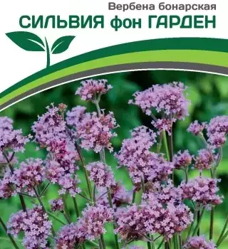 Партнер Вербена бонарская СИЛЬВИЯ фон ГАРДЕН ^(10шт в амп) - Товары для дома и сада