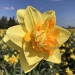Нарцисс Апофеоз - Товары для дома и сада