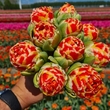 Тюльпан Кэннонболл Двойной эффект - Товары для дома и сада