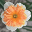 Нарцисс Шрайк - Товары для дома и сада