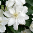 Клематис Вайт Арабелла цельнолистный (3) - Товары для дома и сада