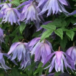 Клематис (княжик) Блю Сюрпрайз (Blue Surprise) - Товары для дома и сада