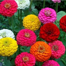Циния - Товары для дома и сада