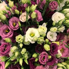 Эустома - Товары для дома и сада