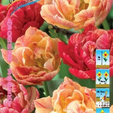 Тюльпан 17-й век Двойной эффект (5 шт/уп) - Товары для дома и сада