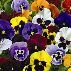 Виола - Товары для дома и сада