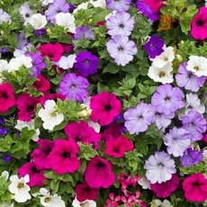 Петуния - Товары для дома и сада