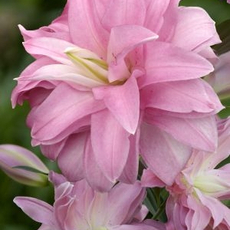 Лотус Бриз - Товары для дома и сада