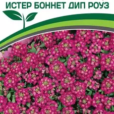 Партнер Алиссум морской "Истер Боннет" ДИП РОУЗ ^(0,01гр в амп) - Товары для дома и сада