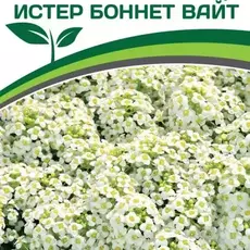 Партнер Алиссум морской "Истер Боннет" ВАЙТ ^(0,01гр в амп) - Товары для дома и сада