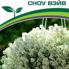 Партнер Алиссум ампельный СНОУ ВЭЙВ ^(10шт в амп) - Товары для дома и сада