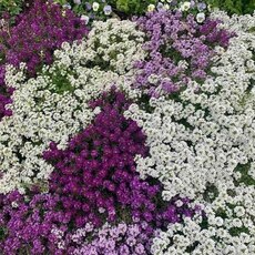 Алиссум - Товары для дома и сада