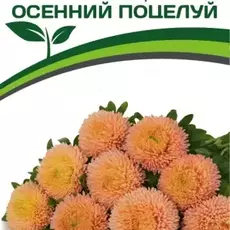 Партнер Астра китайская ОСЕННИЙ ПОЦЕЛУЙ ^(5шт в амп) - Товары для дома и сада