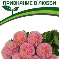 Партнер Астра китайская ПРИЗНАНИЕ В ЛЮБВИ (5шт в амп) - Товары для дома и сада