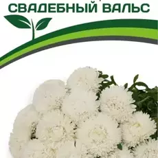 Партнер Астра китайская СВАДЕБНЫЙ ВАЛЬС ^(5шт в амп) - Товары для дома и сада