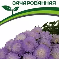Партнер Астра китайская ЗАЧАРОВАННАЯ ^(5шт в амп) - Товары для дома и сада