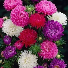 Астра - Товары для дома и сада