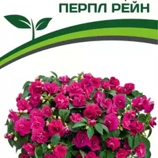 Партнер Бальзамин F1 махровый ПЕРПЛ РЕЙН ^(5шт в амп) - Товары для дома и сада