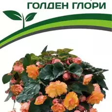 Партнер Бегония F1 клубневая ампельная махровая ГОЛДЕН ГЛОРИ ^(5шт в амп) - Товары для дома и сада