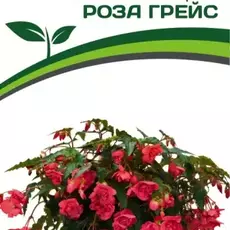 Партнер Бегония F1 клубневая ампельная махровая РОЗА ГРЕЙС ^(5шт в амп) - Товары для дома и сада