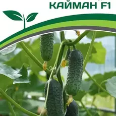Партнер Огурец Кайман F1 (10 шт) - Товары для дома и сада