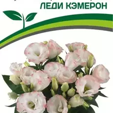 Эустома Леди Кэмерот - Товары для дома и сада