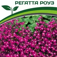 Партнер Лобелия ампельная РЕГАТТА РОУЗ ^(10шт в амп) - Товары для дома и сада