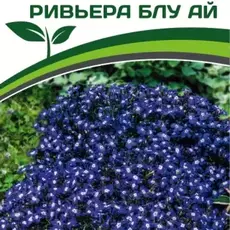 Партнер Лобелия каскадная РИВЬЕРА БЛУ АЙ ^(10шт в амп) - Товары для дома и сада