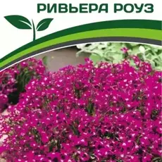 Партнер Лобелия каскадная РИВЬЕРА РОУЗ ^(10шт в амп) - Товары для дома и сада