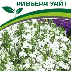 Партнер Лобелия каскадная РИВЬЕРА УАЙТ ^(10шт в амп) - Товары для дома и сада