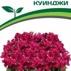 Партнер Львиный зев F1 низкорослый крупноцветковый "Гранд Аморе" КУИНДЖИ ^(10шт) 2-ной па - Товары для дома и сада