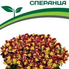 Партнер Львиный зев F1 низкорослый крупноцветковый "Гранд Аморе" СПЕРАНЦА^(10шт) 2-ной пак - Товары для дома и сада
