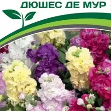 Партнер Маттиола низкорослая ДЮШЕС ДЕ МУР^(10шт) 2-ной пак - Товары для дома и сада