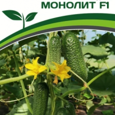 Партнер Огурец МОНОЛИТ F1 (5шт) - Товары для дома и сада