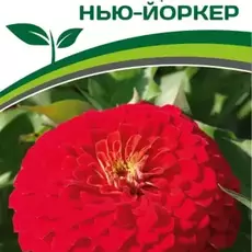 Партнер Цинния F1 НЬЮ-ЙОРКЕР / георгиновидная ^(4шт) - Товары для дома и сада