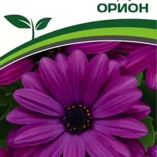 Партнер Остеоспермум эклона F1 "Звёзды галактики" ОРИОН ^(3шт в амп) - Товары для дома и сада