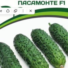 Партнер Огурец ПАСАМОНТЕ F1 (5шт) - Товары для дома и сада