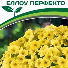 Партнер Петхоа F1 ЕЛЛОУ ПЕРФЕКТО ^(5шт в амп) - Товары для дома и сада