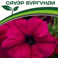 Партнер Петуния F1 САУЭР БУРГУНДИ / крупноцветковая кустовая^(10шт в амп) - Товары для дома и сада