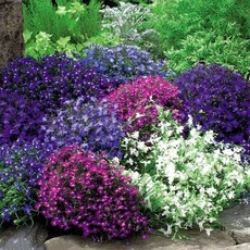 Лобелия - Товары для дома и сада