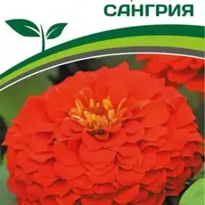 Партнер Цинния F1 САНГРИЯ / георгиновидная ^(4шт) - Товары для дома и сада